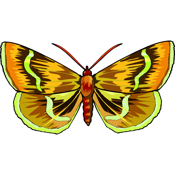 Butterfly25