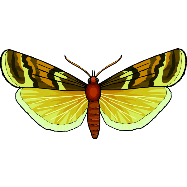 Butterfly28