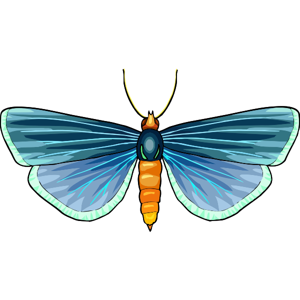 Butterfly30
