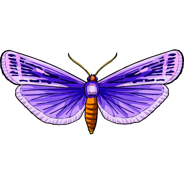 Butterfly31