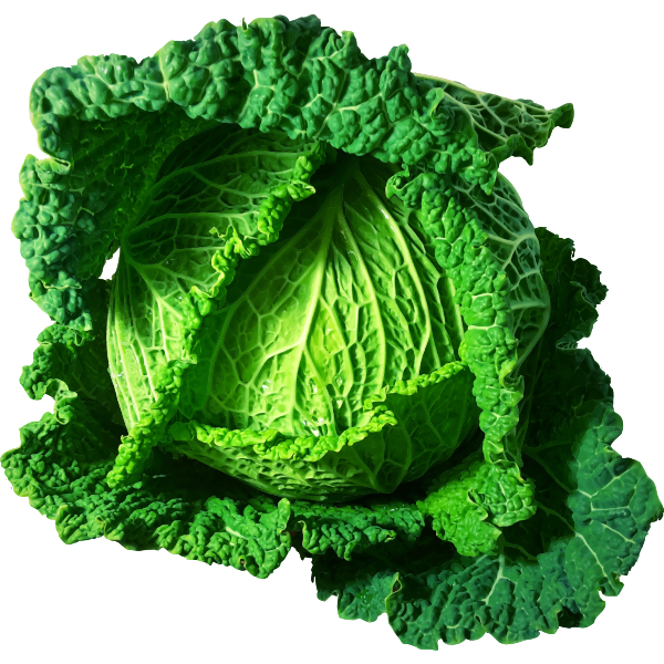 Green cabbage-1628111398