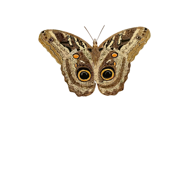 Caligo teucer butterfly
