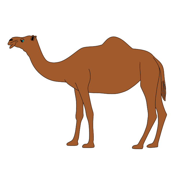 Camel 4-1740743783