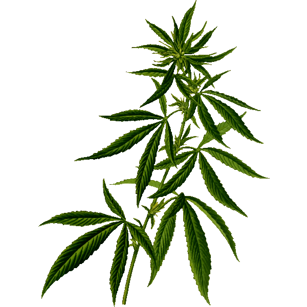 Cannabis silhouette