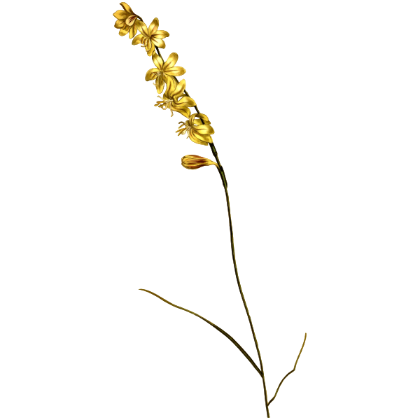 Carex Hesperantha