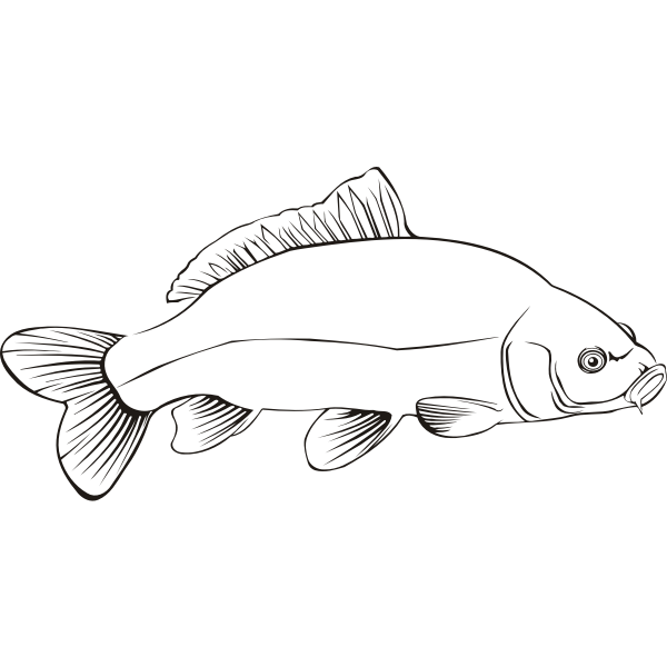 Carp2Outline