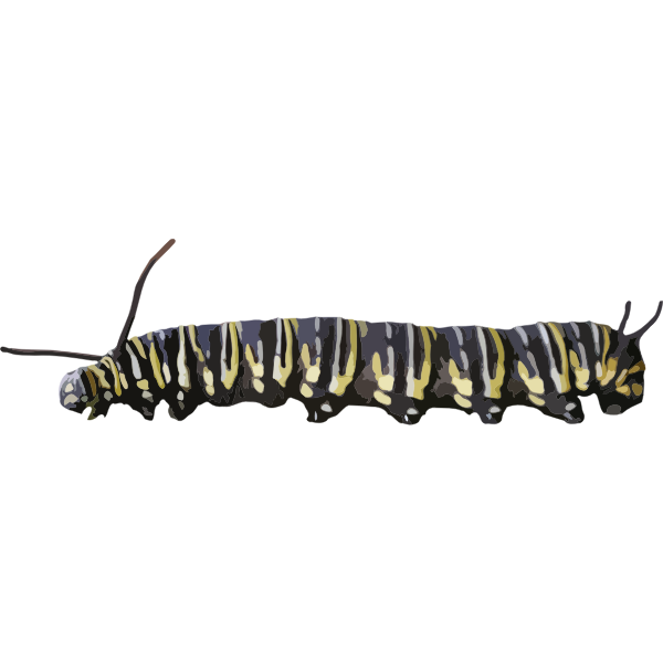 Encyclopedia silkworm