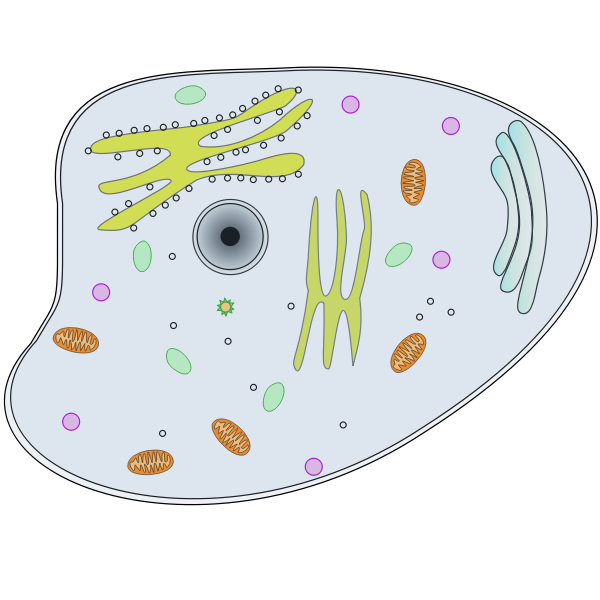 Animal cell vector illustration | Free SVG