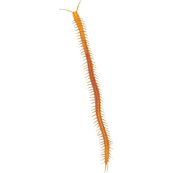 Centipede2
