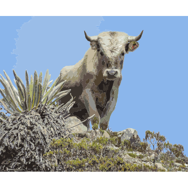Cattle in Sierra Nevada Venezuela