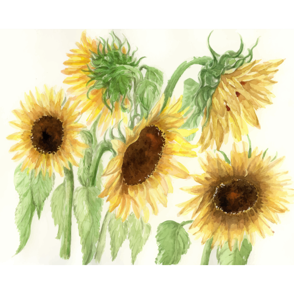 Download Sunflowers | Free SVG