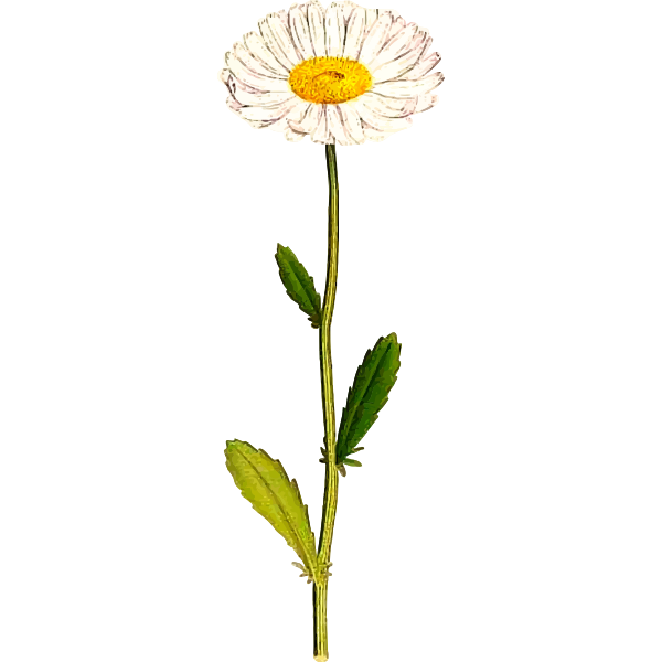 ChrysanthemumLeucanthemum