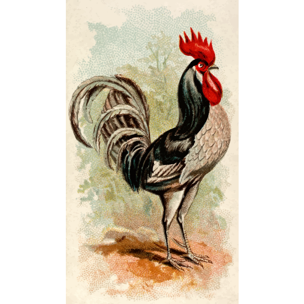 Andalusian rooster
