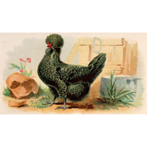 Hen with green feathers