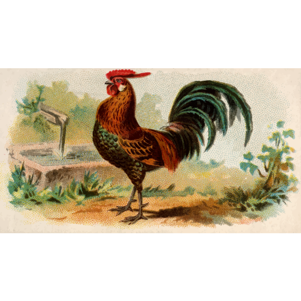 Golden Spangled Hamburgh rooster