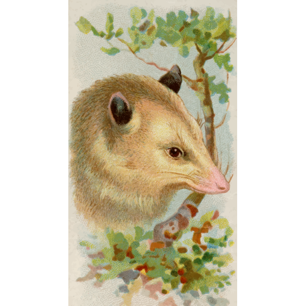 Opossum image