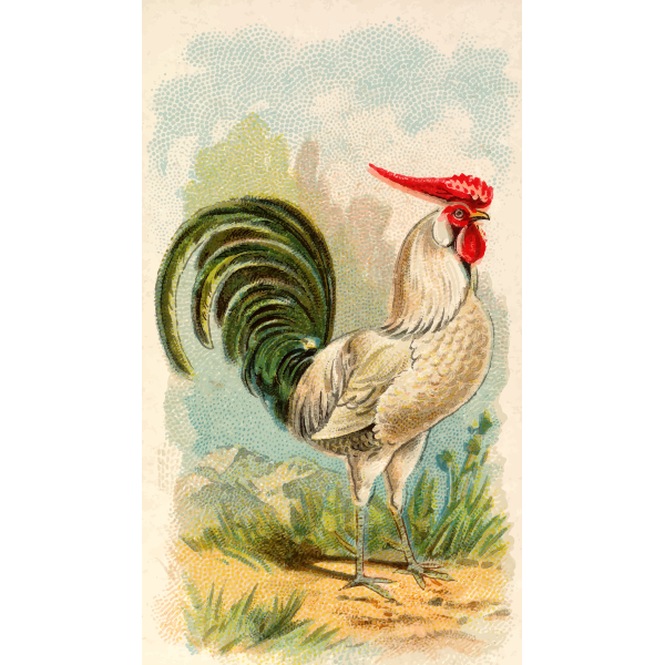 Color illustration of a chicken