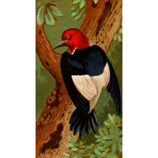 Woodpecker illustration