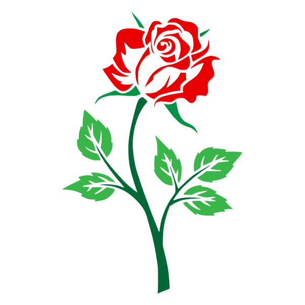 Colored rose
