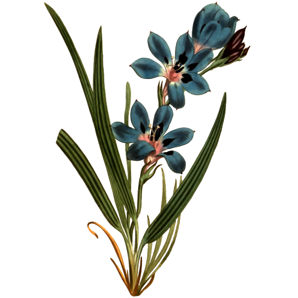 Dark blue flowered upright babiana