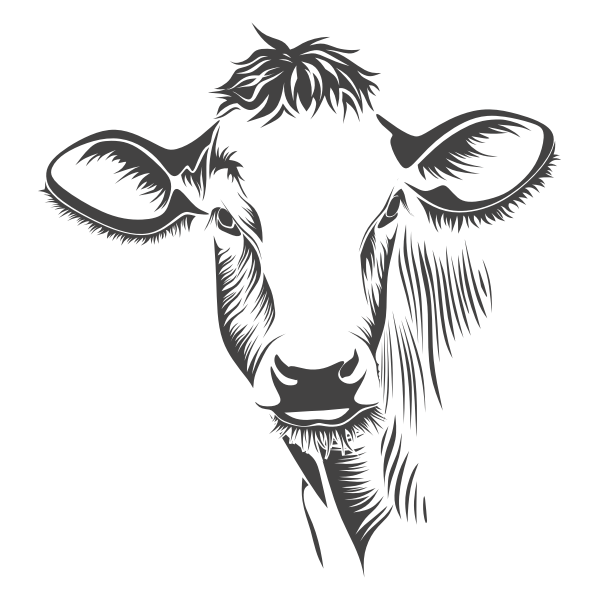 Detailed Cow Line Art