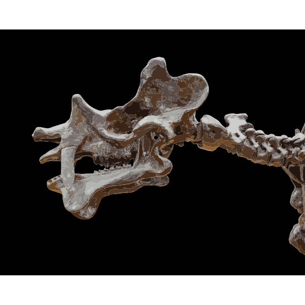 Dinosaur head skeleton