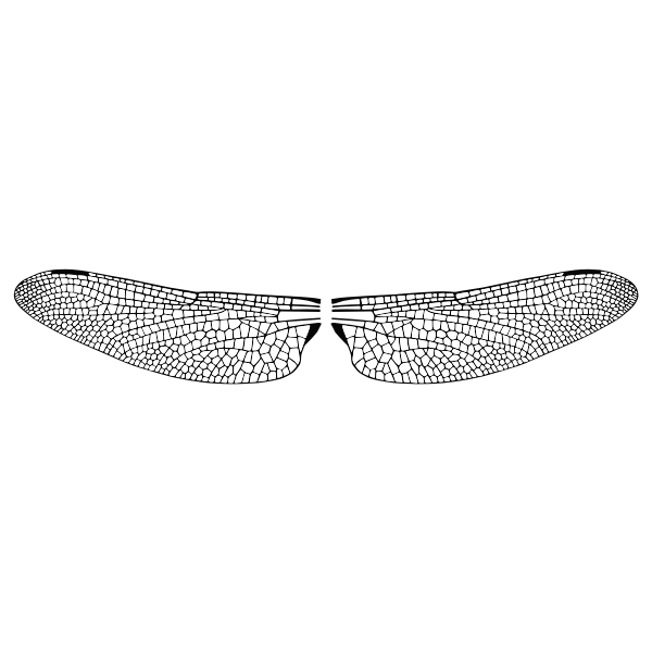 Download Dragonfly Wings Free Svg