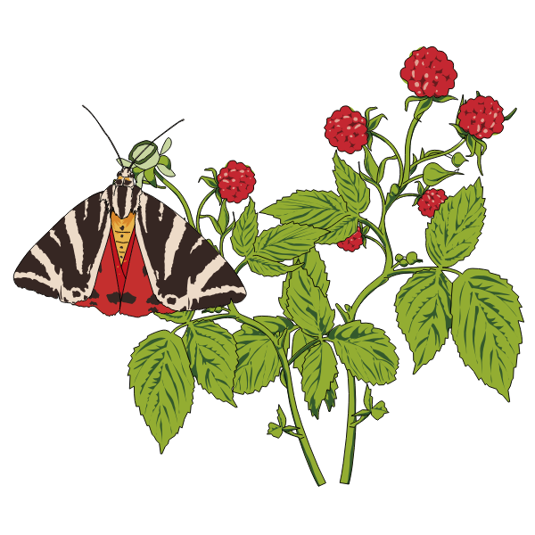 Wild raspberry and a butterfly