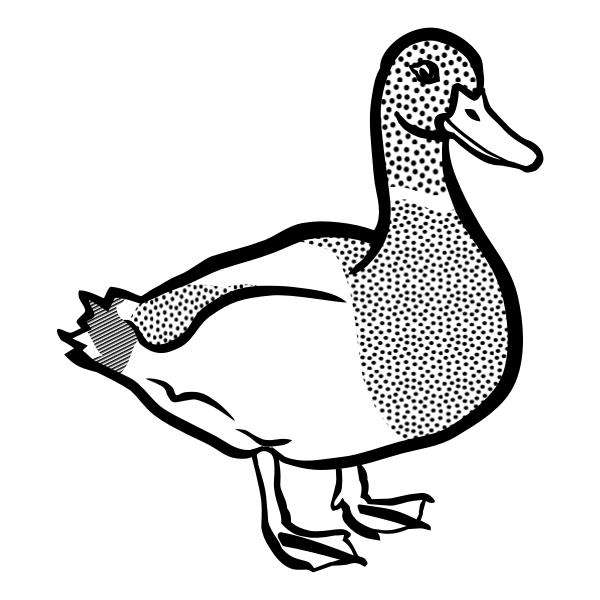Black and white duck