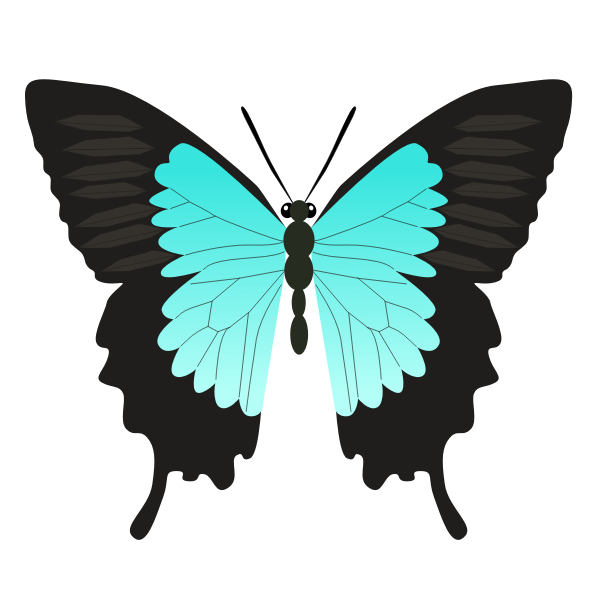 Butterfly teal color