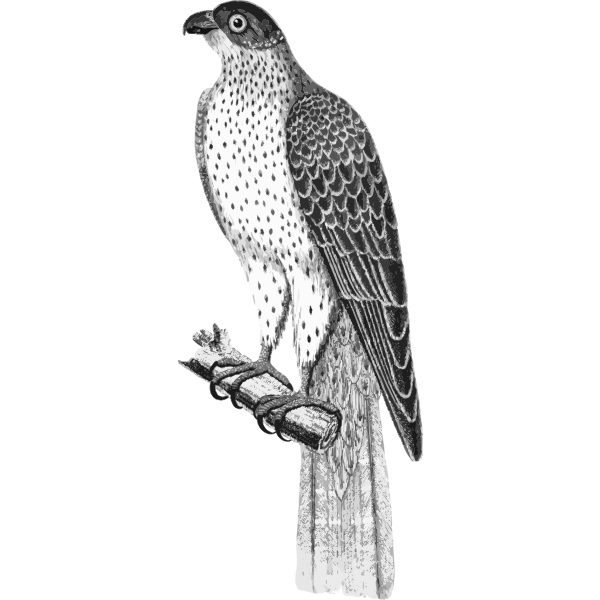 FalcoUmbrinus