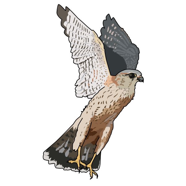 Merlin falcon vector illustration