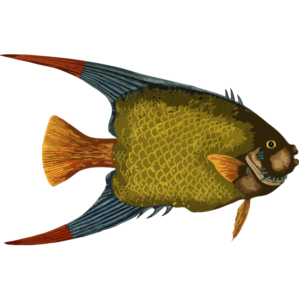 Fish5