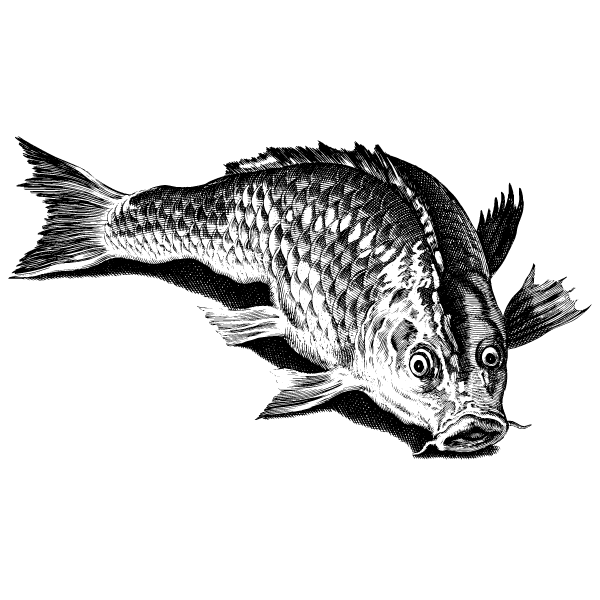 Fish 50