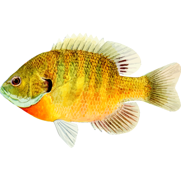 Fish8