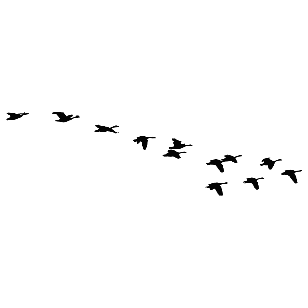 Flock of flying geese vector silhouette
