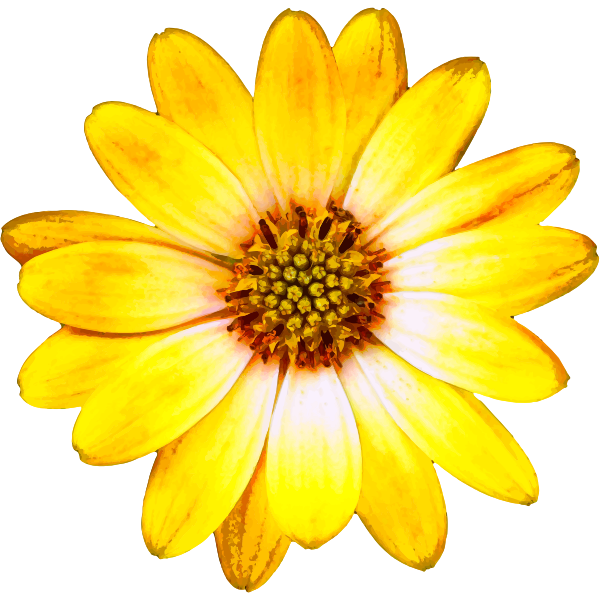 Yellow flower-1581509511