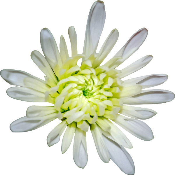 Flower94