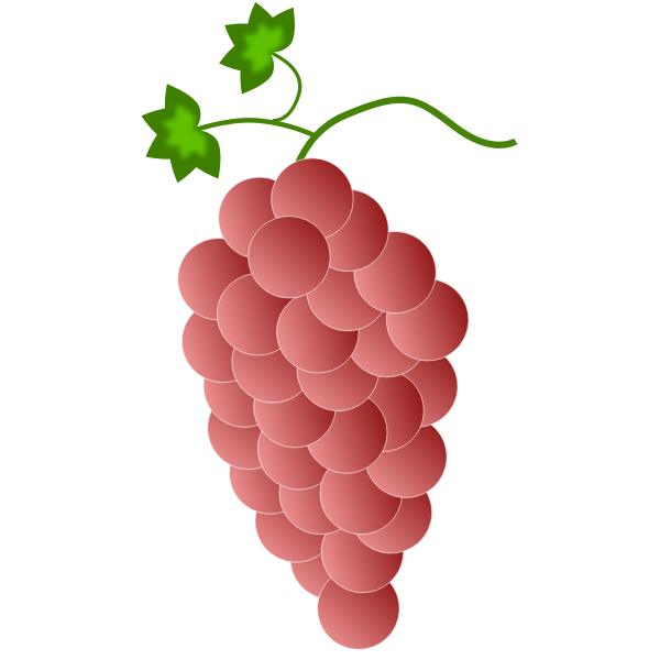 Ripe grapes
