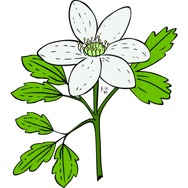 Vector image of anemone piperi plant