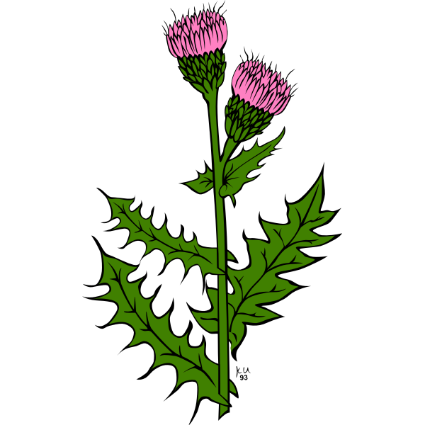 Vector image of cirsium arvense flower