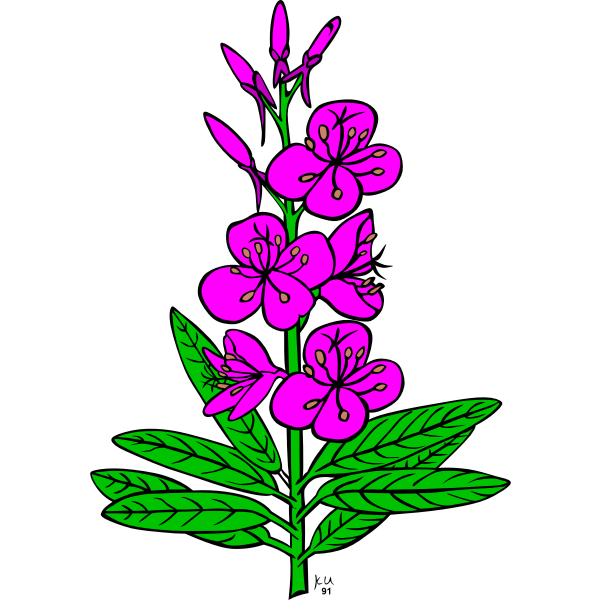 Vector drawing of epilobium angustifolium plant