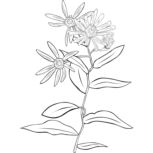 Western Showy Aster vector drawing