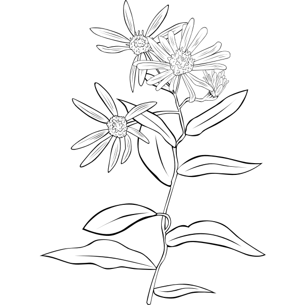 Almond Flower Vector Drawing Free Svg
