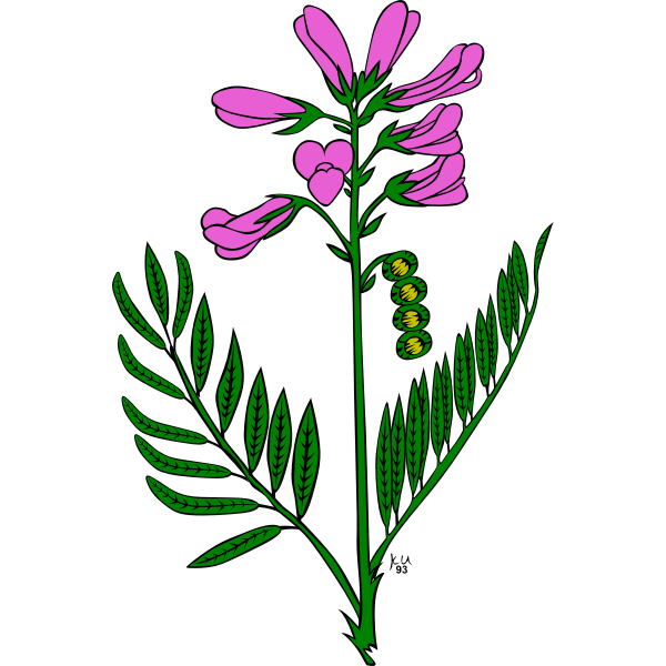 Hedysarum boreale vector