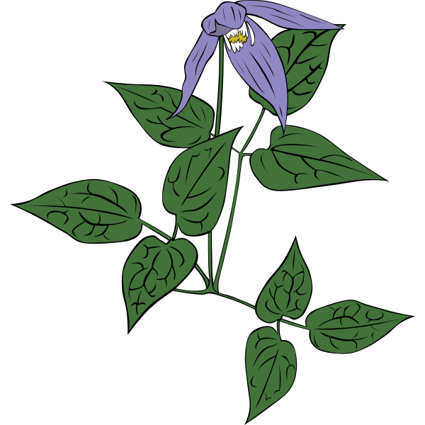 Clematis occidentalis flower