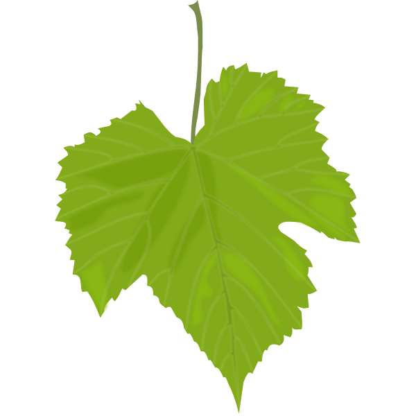 Grape leaf vector image