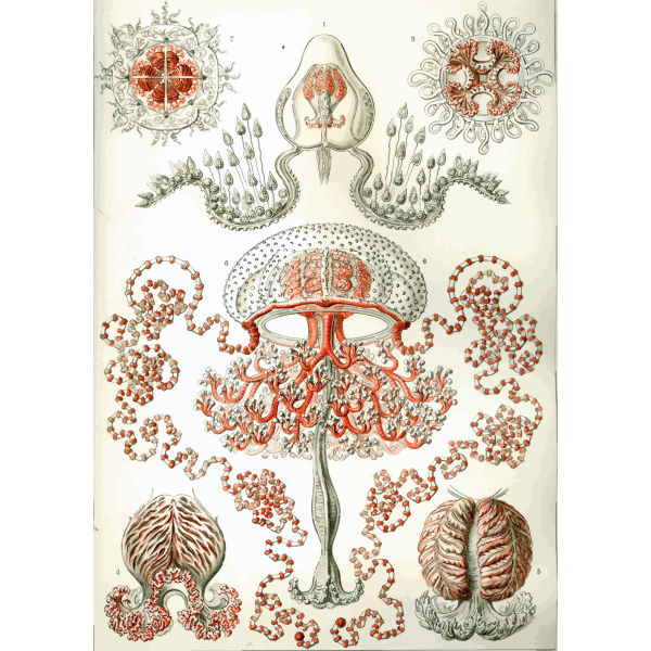 Haeckel Anthomedusae