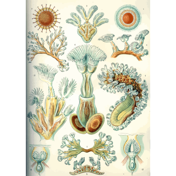 Haeckel Bryozoa