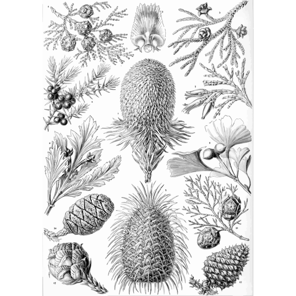 Haeckel Coniferae
